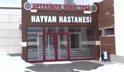 Hayvanlar Için 