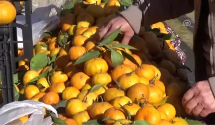 Bodrum Mandalina Şenliği Başladı