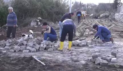 Asırlık Zeytin Ağacı Koruma Altına Alındı