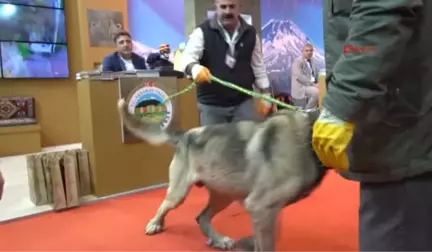 25 Bin TL Teklif Edilen Damızlık Köpeği Satmadı