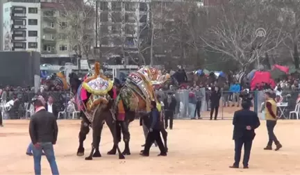 Biga Belediyesi 3. Deve Güreşleri