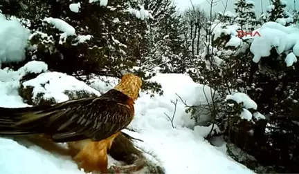 Artvin - Sakallı Akbaba Kameralara Yakalandı