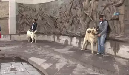 Hollanda Polisine Kangal Köpekli Gözdağı