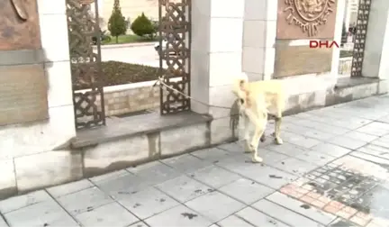 Kayseri Hollanda'ya Kangal Köpekli Protesto