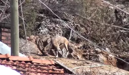 Yaban Keçileri Artık Insanlarla Iç Içe