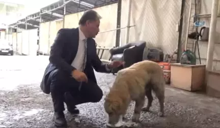 Yaralı Köpeğin Hayatını Belediye Başkanı Kurtardı