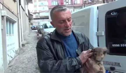 Yaralı ve Hasta Köpekler Tedavi İçin Eskişehir'e Gönderildi