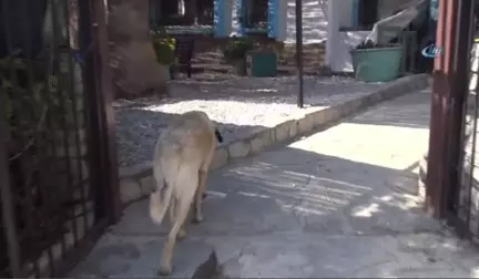 Zehirlenen Tarçın İsimli Köpek Öldü