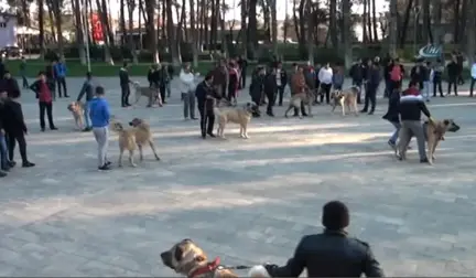 Hollanda'ya Kangal Köpekli Tepki