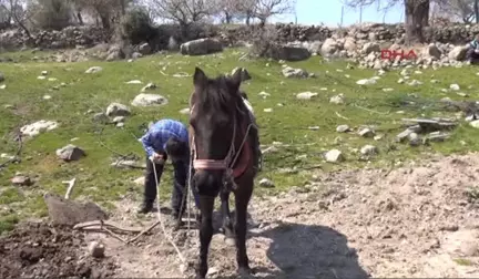 Manisa Ekmeğini Karasabanla Çıkarıyor