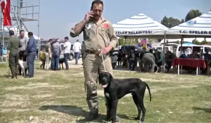 Aydın'da Köpekler Podyuma Çıktı