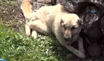 Öğrenci Servisi Köpeğe Çarptı