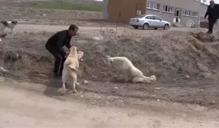 Yürüyemeyen Köpeğe Pazar Arabasından Yürüteç