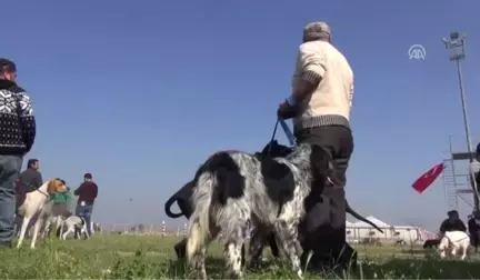 Incirliova'da Av Köpekleri Yarıştı - Aydın