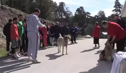 Güreşçi Olmasaydım Köyde Çobanlık Yapabilirdim