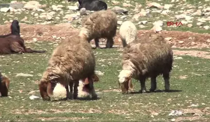 Şanlıurfa'da Besiciler Dertli