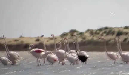 Video Footage Of Rare Black Flamingo Captured In Turkey