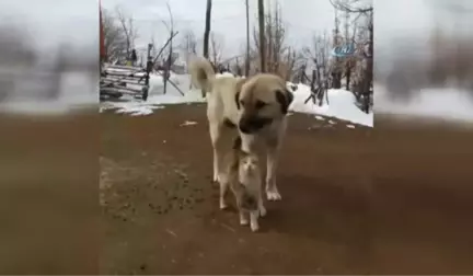 Tunceli'de Kedi ve Köpeklerin Dostluğu