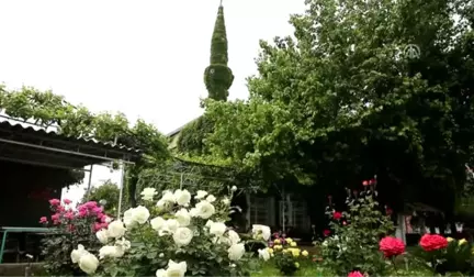 Botanik Bahçesi Gibi Cami