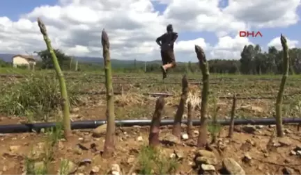 Muğla'dan Kuşkonmaz Fışkırıyor