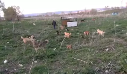 3 Bin Sokak Köpeğine Bakıyor