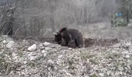 Arı Kovanlarını Ayılardan Korumak İçin Nöbet Tutuyorlar