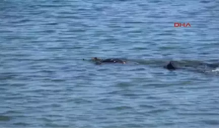 Bodrum Küçükbük Koyu'nda Deniz Dibi Temizliği