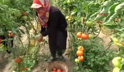 Silifke'de Çilek ve Domates Ihracatı Başladı