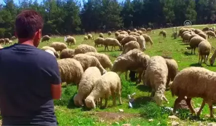 Çukurova'da Koyun Kırkım Zamanı