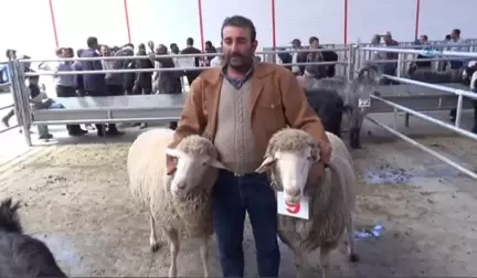 İnatçı Oğlaklar Güzellik Yarışması İçin Podyuma Çıktı