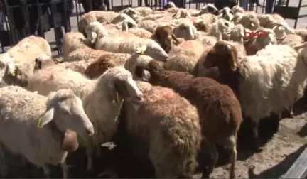 Başkent'te Çobanlar Küçükbaş Hayvan Sürüsü Gezdirdi