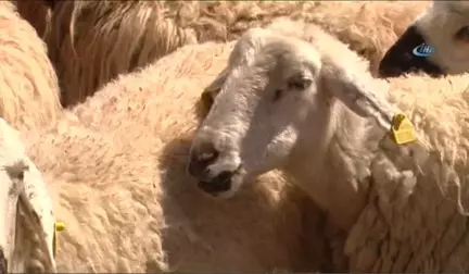 Kırkım Şampiyonası İçin Sürüler Kızılay'a İndi