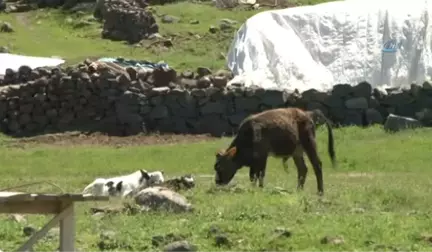 53 Yıl Sonra Ezan Sesi Duyacaklar