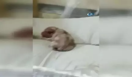 Yeni Doğan Köpek 