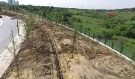 Istanbul'da Kent Içi ve Tem Yolundaki Fidanlar Büyüdü, Kuzey Marmara Otoyolu Kenarlarındakilerin...