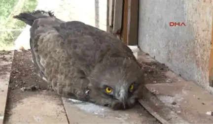 Mersin Avcılar Nesli Tükenen Doğan Kuşu Vurdu