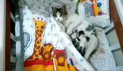 Sivas Hamile Kedi Bebek Beşiğine Yavruladı