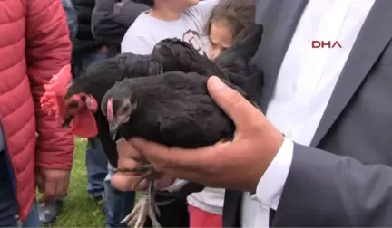 Tokat 300 Farklı Tür Süs Tavuğu Görücüye Çıktı