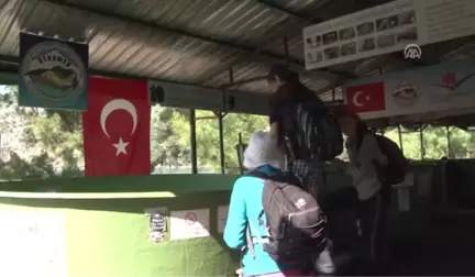 Olta Iğnesi ve Misina Yutan Caretta Carettaya Özel Ameliyat - Muğla