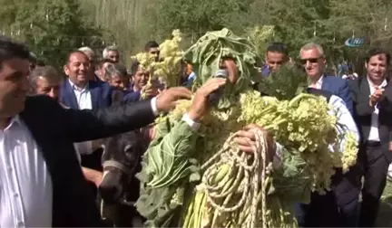 Düğün Töreninde Uçkun Festivali