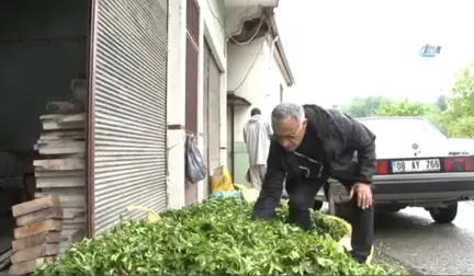 Rize'de Yaş Çay Hasadı Başladı