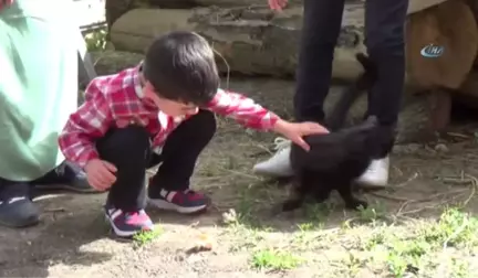 Mert Efe'nin Kedi Sevgisi Kaybolmasına Neden Oldu