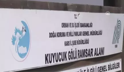 Kuyucak Gölü Angutlarla Görsel Şölen Sunuyor - Kars