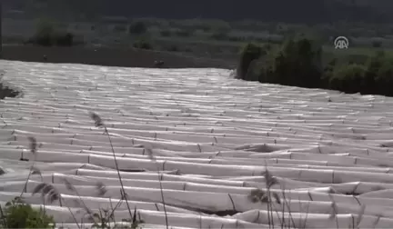 Çanakkale Domatesinde Yüksek Rekolte Beklentisi - Çanakkale