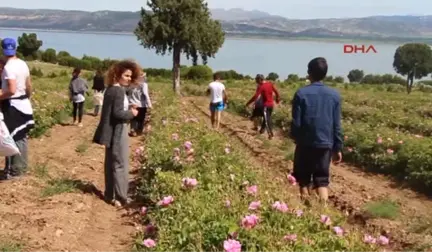 Burdur Üniversiteliler Lisinia'da Gül Topladı