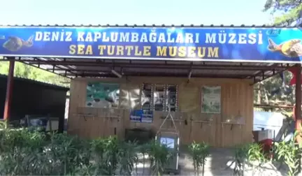 Deniz Kaplumbağaları Müzede Tanıtılıyor