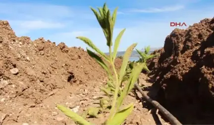 Burdur Lisinia'da Dağçayı Yetiştirilecek