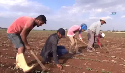 Tarım İşçileri Elektrikli Süpürge ve Fıçıdan Klima Yaptı