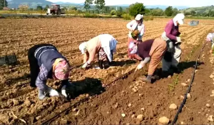 Bafra Ovası'nda Tütün Dikim Sezonu Açıldı