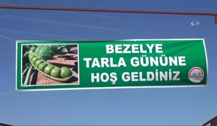 Diyarbakır'da İlk Kez Bezelye Üretildi